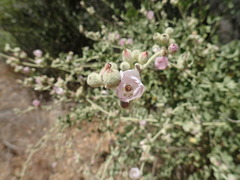 Malacothamnus orbiculatus