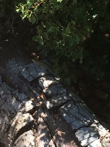 iNaturalist observation photo of Western Side-blotched Lizard