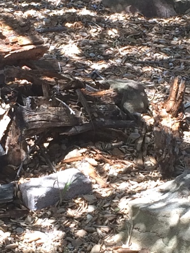 iNaturalist observation photo of Western Fence Lizard