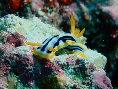 Chromodoris strigata