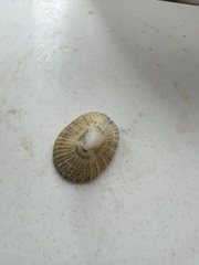 Emarginula striatula