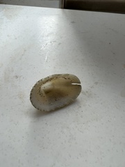 Emarginula striatula