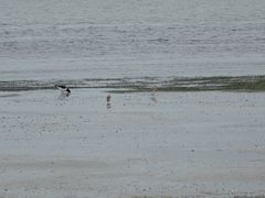 Charadrius obscurus aquilonius