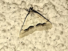 Frederickia s-signata