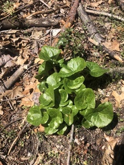 Asarum hartwegii