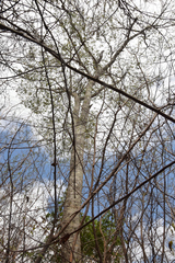 Myroxylon peruiferum