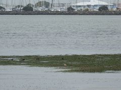 Charadrius obscurus aquilonius