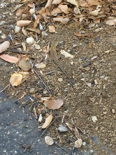 iNaturalist observation photo of Western Side-blotched Lizard