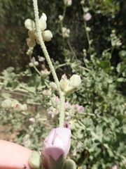 Malacothamnus orbiculatus