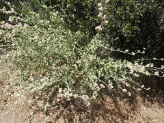 Malacothamnus orbiculatus