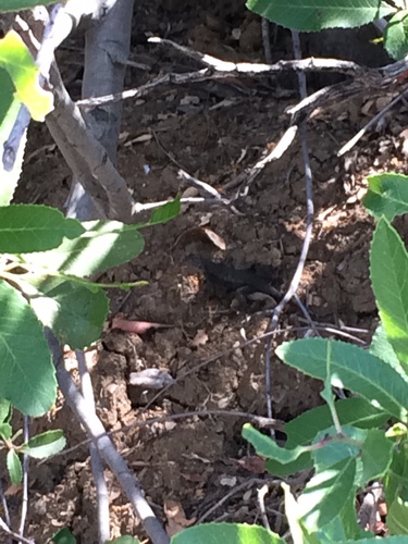 iNaturalist observation photo of Western Fence Lizard