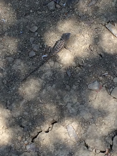iNaturalist observation photo of Western Fence Lizard