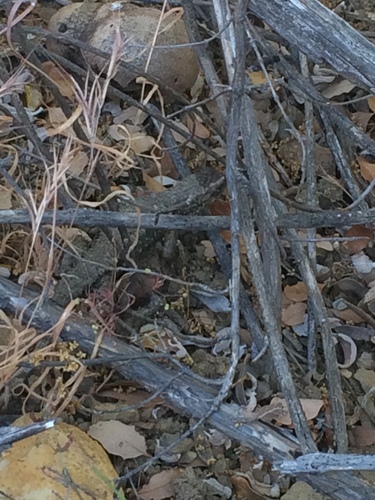 iNaturalist observation photo of Western Fence Lizard