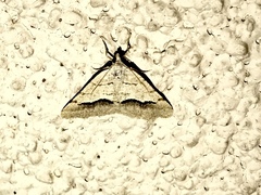 Frederickia s-signata