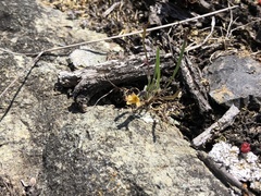 Microseris bigelovii