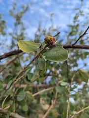 Asphondylia ceanothi