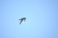 Media resource of Larus glaucoides