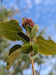 Asphondylia ceanothi