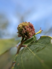 Asphondylia ceanothi