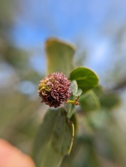 Asphondylia ceanothi