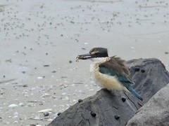 Todiramphus sanctus vagans