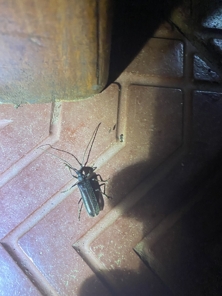 Amphelictus hovorei