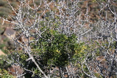Searsia burchellii