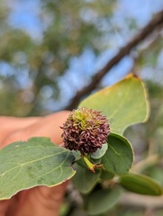 Asphondylia ceanothi