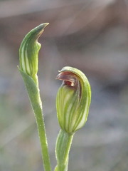 Pterostylis clivosa