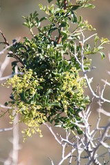 Searsia burchellii
