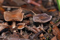 Thaxterogaster submagellanicus