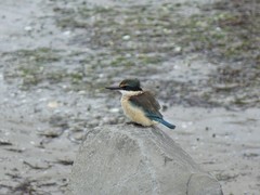 Todiramphus sanctus vagans