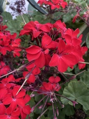 Pelargonium