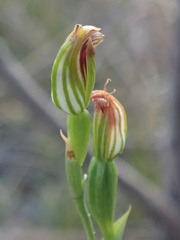 Pterostylis clivosa