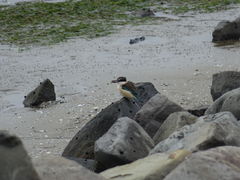 Todiramphus sanctus vagans