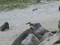 Todiramphus sanctus vagans