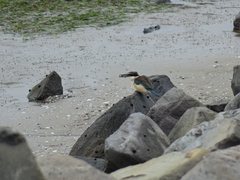 Todiramphus sanctus vagans