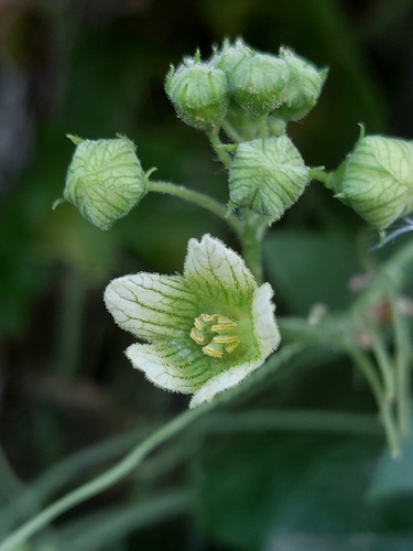 Bryonia dioica subsp. dioica image