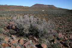 Searsia burchellii