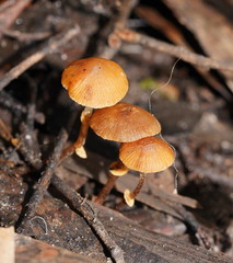 Conocybe filaris
