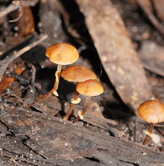 Conocybe filaris