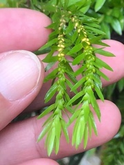 Phlegmariurus fordii