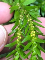 Phlegmariurus fordii