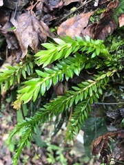 Phlegmariurus fordii