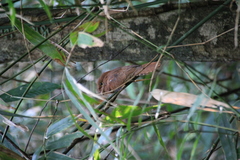 Batrachostomus affinis