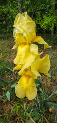 Iris × hybrida