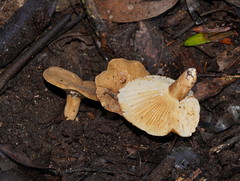 Lactifluus leonardii