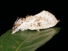 Metarbelidae