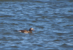 Clangula hyemalis image