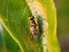 Oxycerini